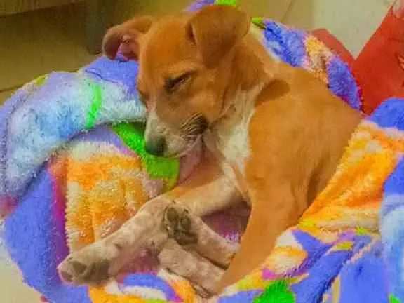 Cachorro ra a Vira lata idade 2 a 6 meses nome Mel