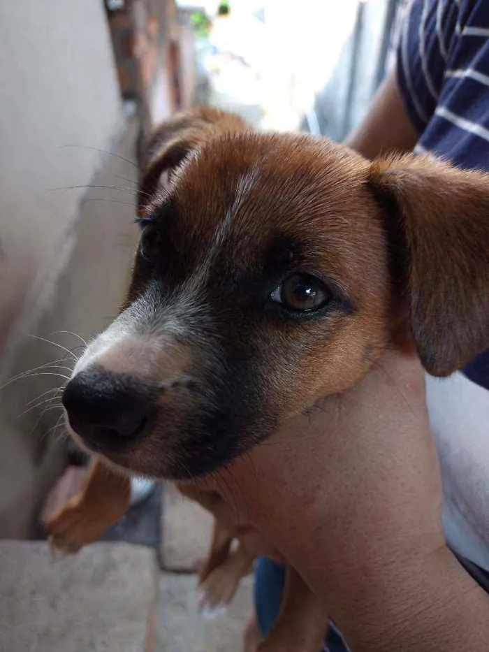 Cachorro raça  idade 2 a 6 meses nome Judyt baldych