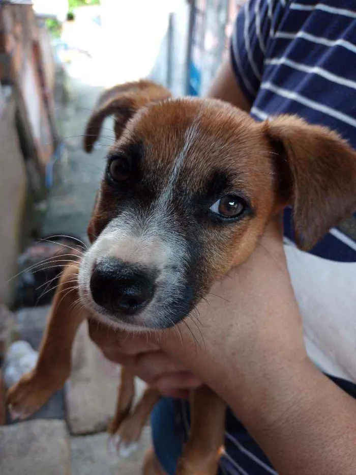 Cachorro raça  idade 2 a 6 meses nome Judyt baldych