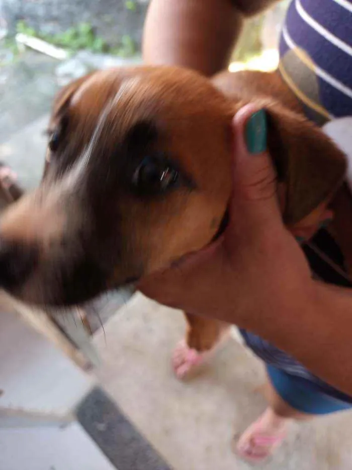 Cachorro raça  idade 2 a 6 meses nome Judyt baldych