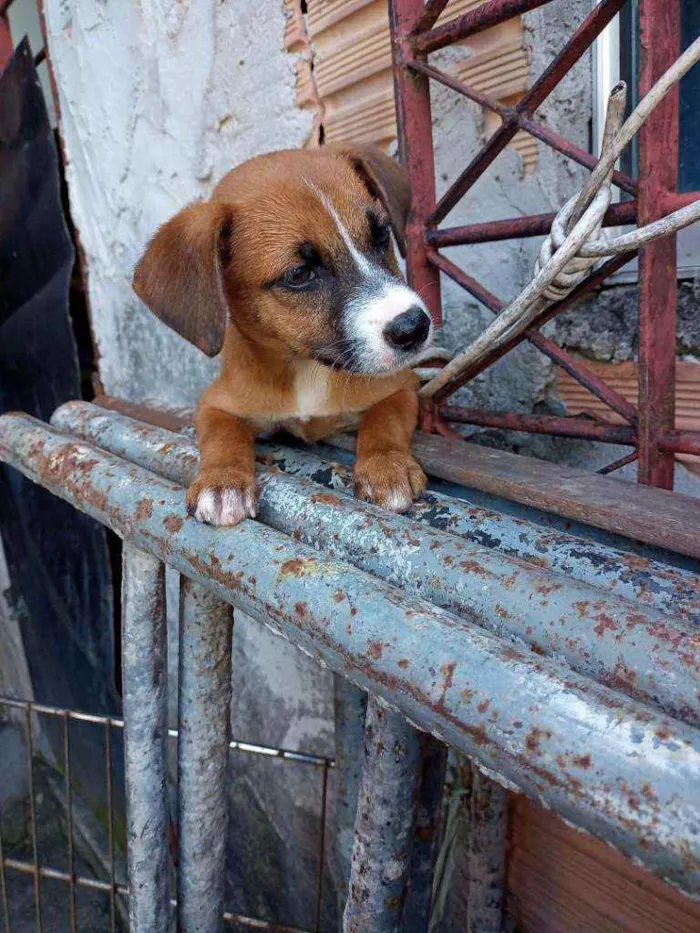 Cachorro raça  idade 2 a 6 meses nome Judyt baldych