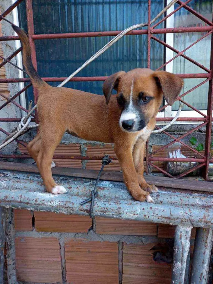 Cachorro raça  idade 2 a 6 meses nome Judyt baldych