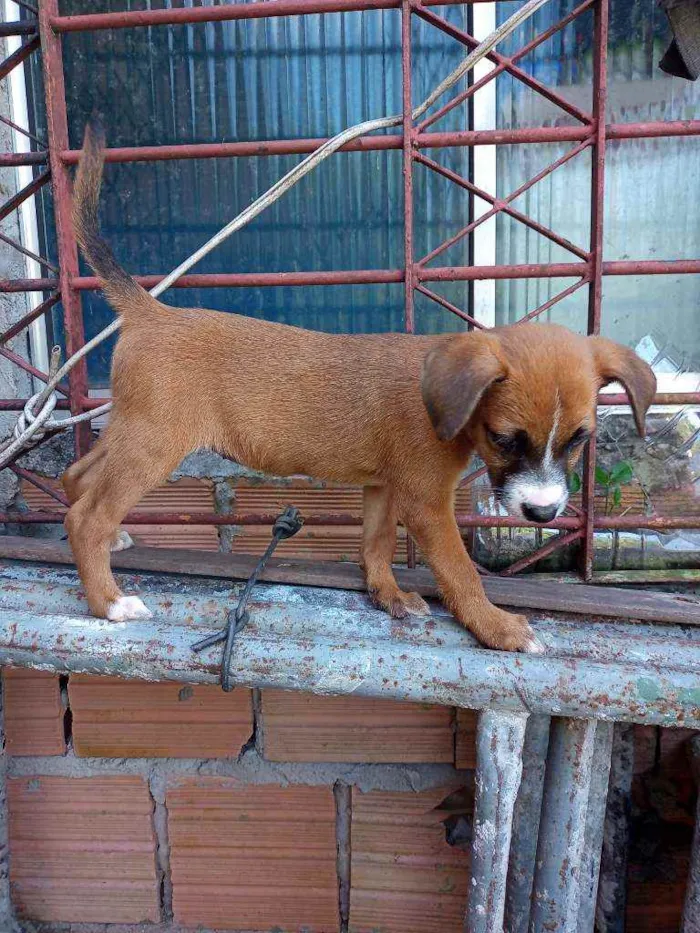 Cachorro raça  idade 2 a 6 meses nome Judyt baldych