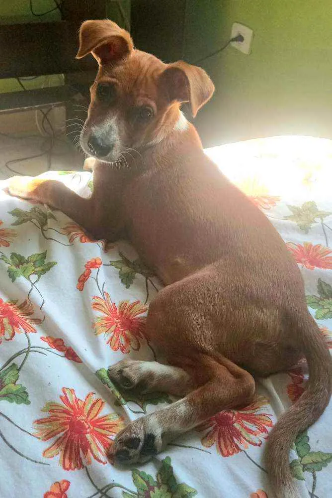 Cachorro ra a Vira lata idade 2 a 6 meses nome Mel