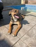 Cachorro raça SRD idade 2 a 6 meses nome Nala