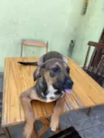 Cachorro raça SRD idade 2 a 6 meses nome Nala