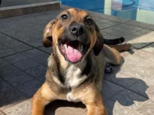 Cachorro raça SRD idade 2 a 6 meses nome Nala
