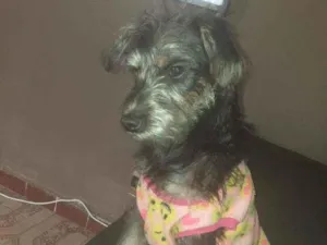 Cachorro raça SRD idade 2 a 6 meses nome Fred