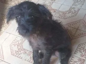 Cachorro raça SRD idade 2 a 6 meses nome Sushi