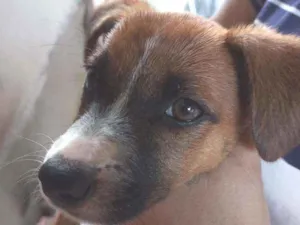 Cachorro raça  idade 2 a 6 meses nome Judyt baldych