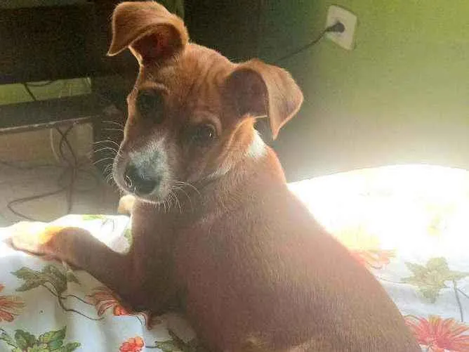 Cachorro ra a Vira lata idade 2 a 6 meses nome Mel