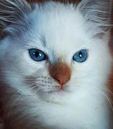 Gato ra a Ragdoll idade 1 ano nome Kali