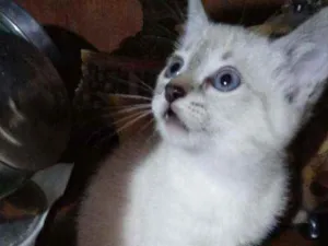 Gato raça SRD idade 2 a 6 meses nome Mili/Carlos