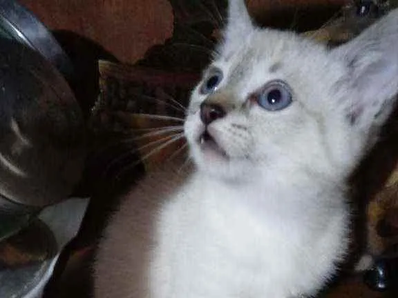 Gato raça SRD idade 2 a 6 meses nome Mili/Carlos