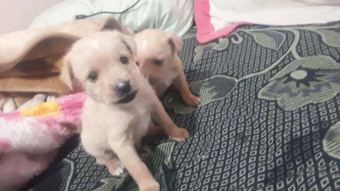 Cachorro ra a Vira lata idade Abaixo de 2 meses nome Não tem