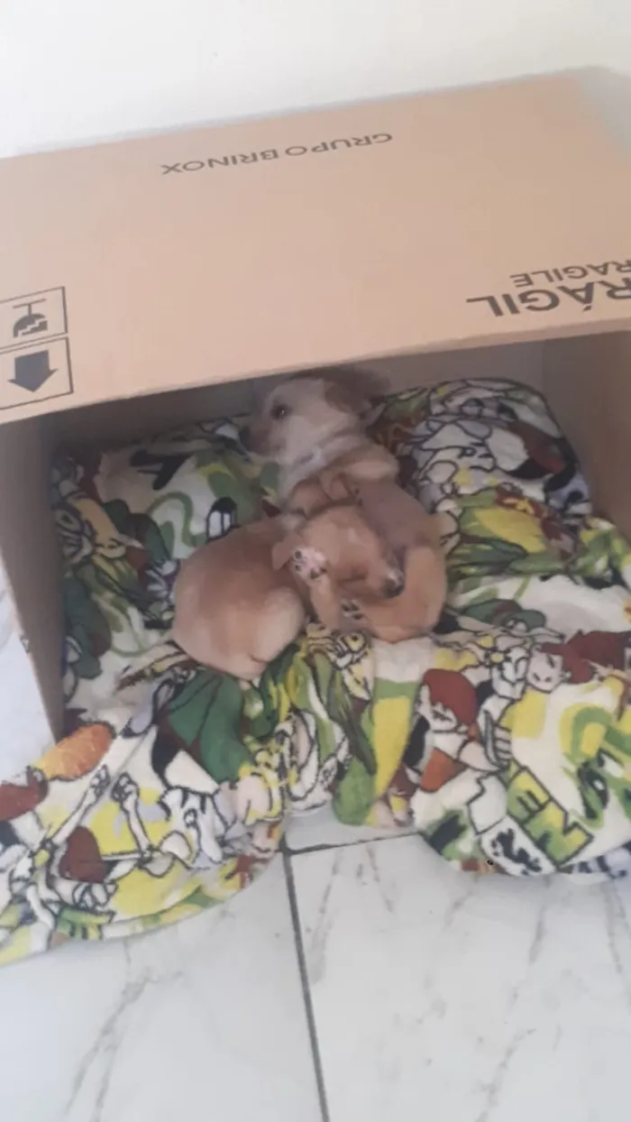 Cachorro ra a Vira lata idade Abaixo de 2 meses nome Não tem