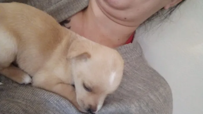 Cachorro ra a Vira lata idade Abaixo de 2 meses nome Não tem