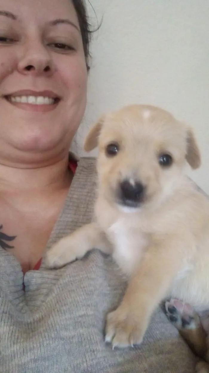 Cachorro ra a Vira lata idade Abaixo de 2 meses nome Não tem