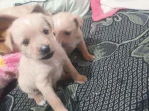 Cachorro raça Vira lata idade Abaixo de 2 meses nome Não tem