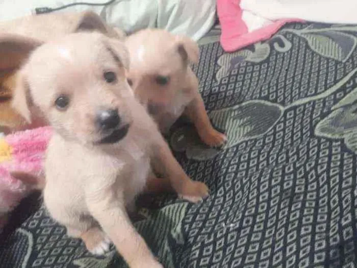 Cachorro ra a Vira lata idade Abaixo de 2 meses nome Não tem