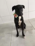 Pretinha