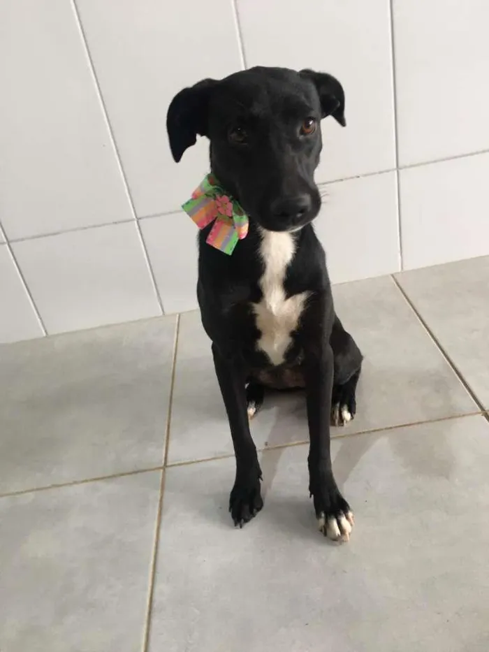 Cachorro raça SRD-ViraLata idade 1 ano nome Pretinha