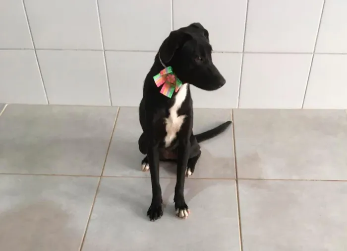 Cachorro raça SRD-ViraLata idade 1 ano nome Pretinha