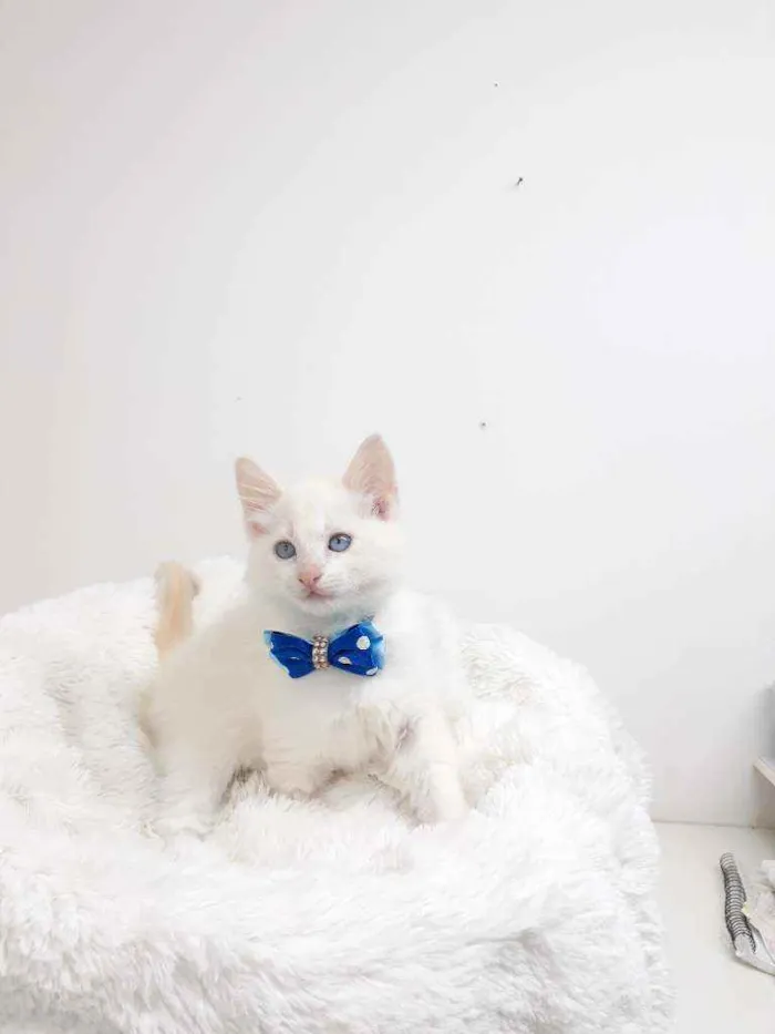 Gato raça Srd idade Abaixo de 2 meses nome Alex