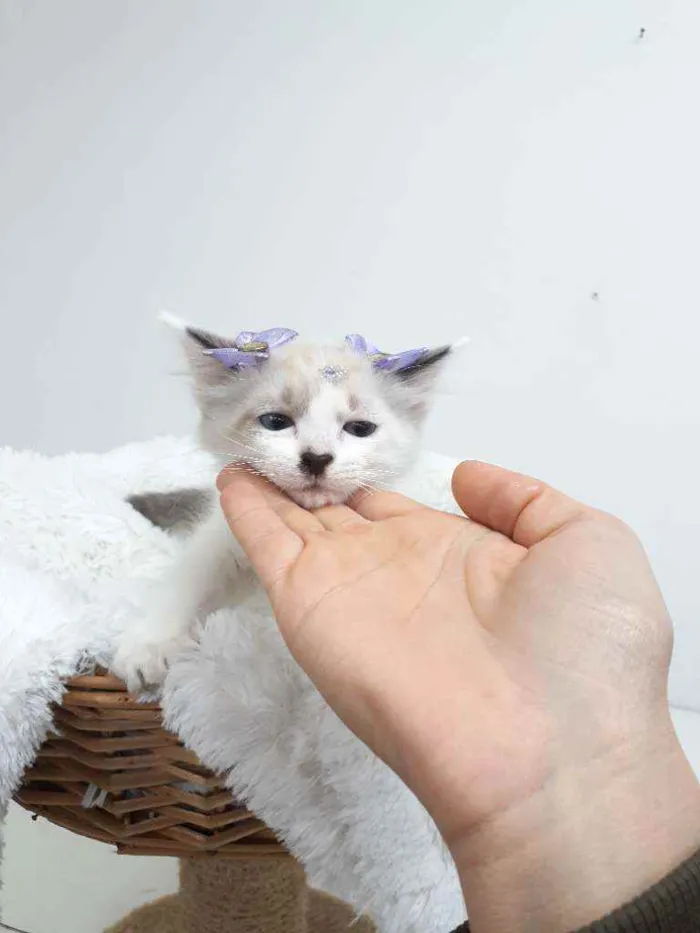 Gato raça Srd idade Abaixo de 2 meses nome Gloria