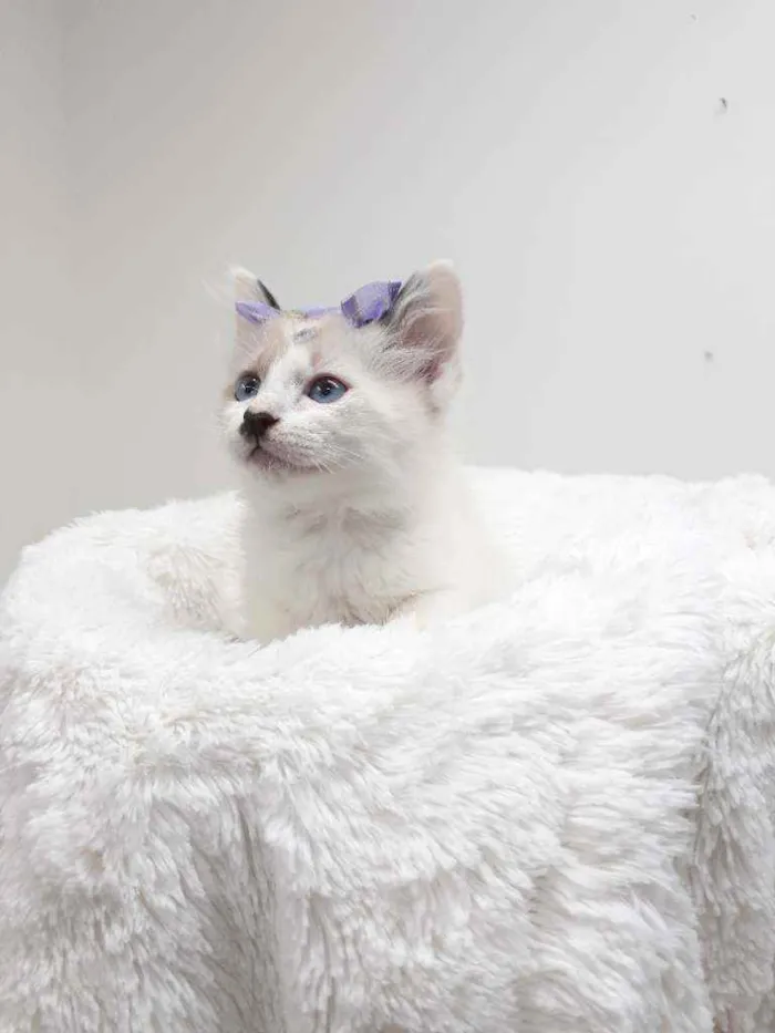 Gato raça Srd idade Abaixo de 2 meses nome Gloria