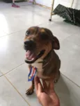 Marronzinho