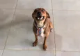 Marronzinho