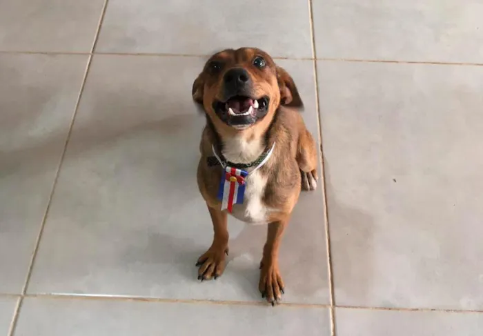 Cachorro raça SRD-ViraLata idade 1 ano nome Marronzinho