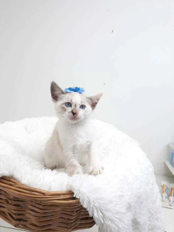 Gato raça Srd idade Abaixo de 2 meses nome Jolie