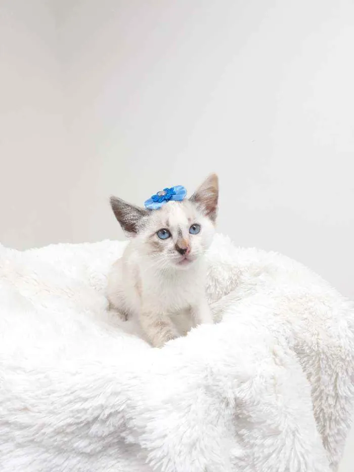 Gato raça Srd idade Abaixo de 2 meses nome Jolie