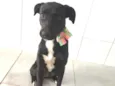 Pretinha