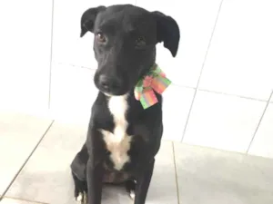 Cachorro raça SRD-ViraLata idade 1 ano nome Pretinha