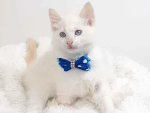 Gato raça Srd idade Abaixo de 2 meses nome Alex