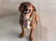 Marronzinho