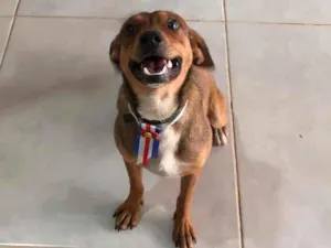 Cachorro raça SRD-ViraLata idade 1 ano nome Marronzinho
