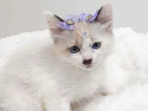 Gato raça Srd idade Abaixo de 2 meses nome Gloria