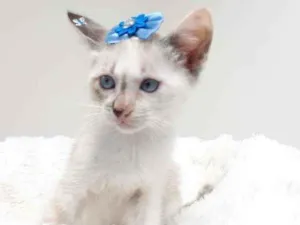 Gato raça Srd idade Abaixo de 2 meses nome Jolie