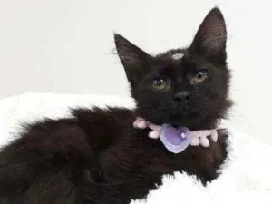 Gato raça Srd idade Abaixo de 2 meses nome Ravena