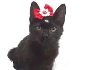 Gato raça Srd idade 2 a 6 meses nome Frida
