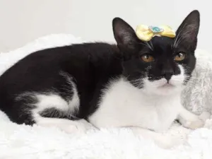 Gato raça Srd idade 2 a 6 meses nome Lua