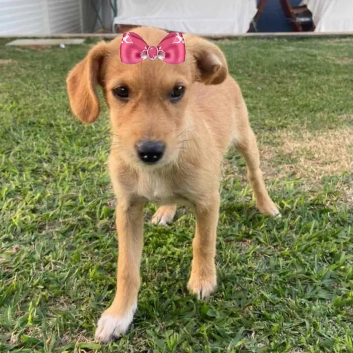 Cachorro ra a Mestiça  idade 2 a 6 meses nome Kiara 