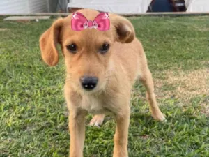 Cachorro raça Mestiça  idade 2 a 6 meses nome Kiara 