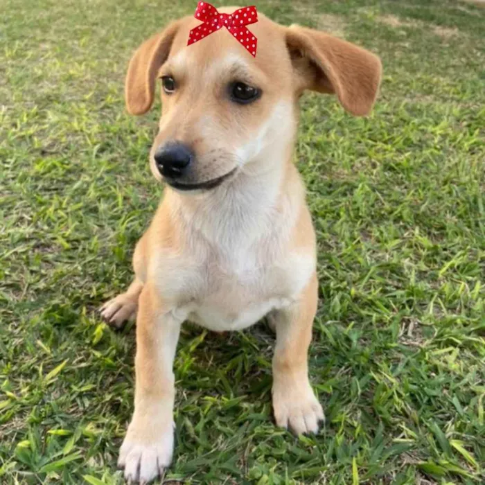 Cachorro ra a Mestiça  idade 2 a 6 meses nome Gaia 