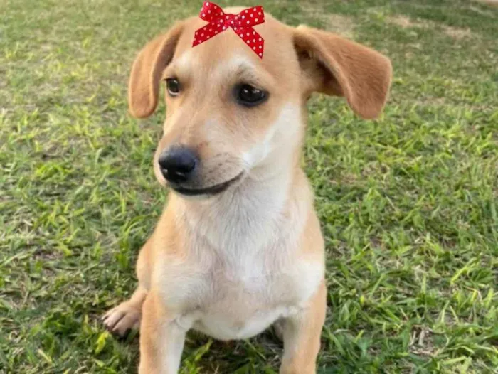 Cachorro ra a Mestiça  idade 2 a 6 meses nome Gaia 