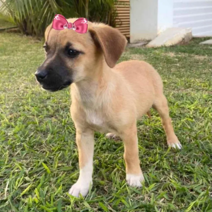 Cachorro raça Mestiça  idade 2 a 6 meses nome Nicole 
